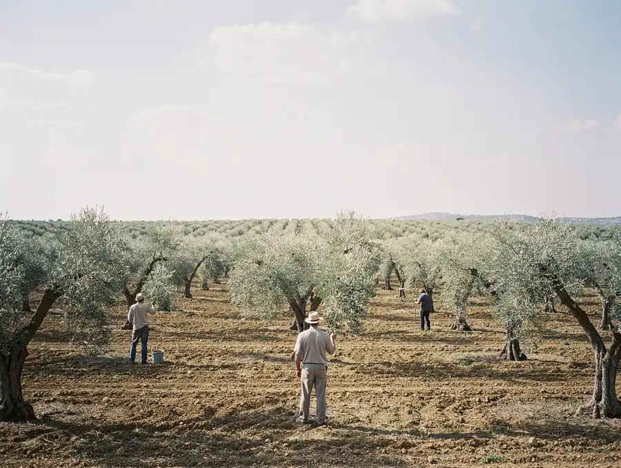 Cuadrilla de temporeros trabajando en un olivar tradicional | Geornada